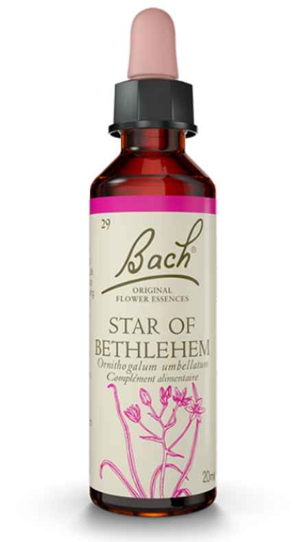 Etoile de bethlehem - 20 ml