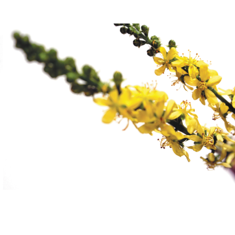 Aigremoine (Agrimony) 20 ml