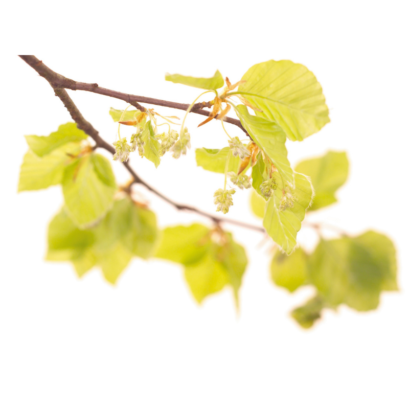 Hêtre (Beech) 20 ml