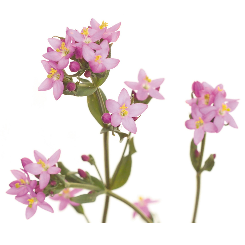 Centaurée (Centaury) 20 ml