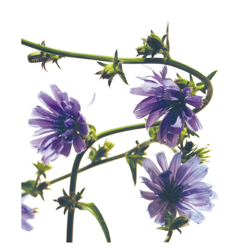 Chicorée (Chicory) 20 ml