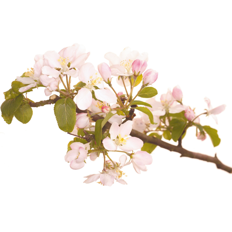 Pomme sauvage (Crab apple) 20 ml