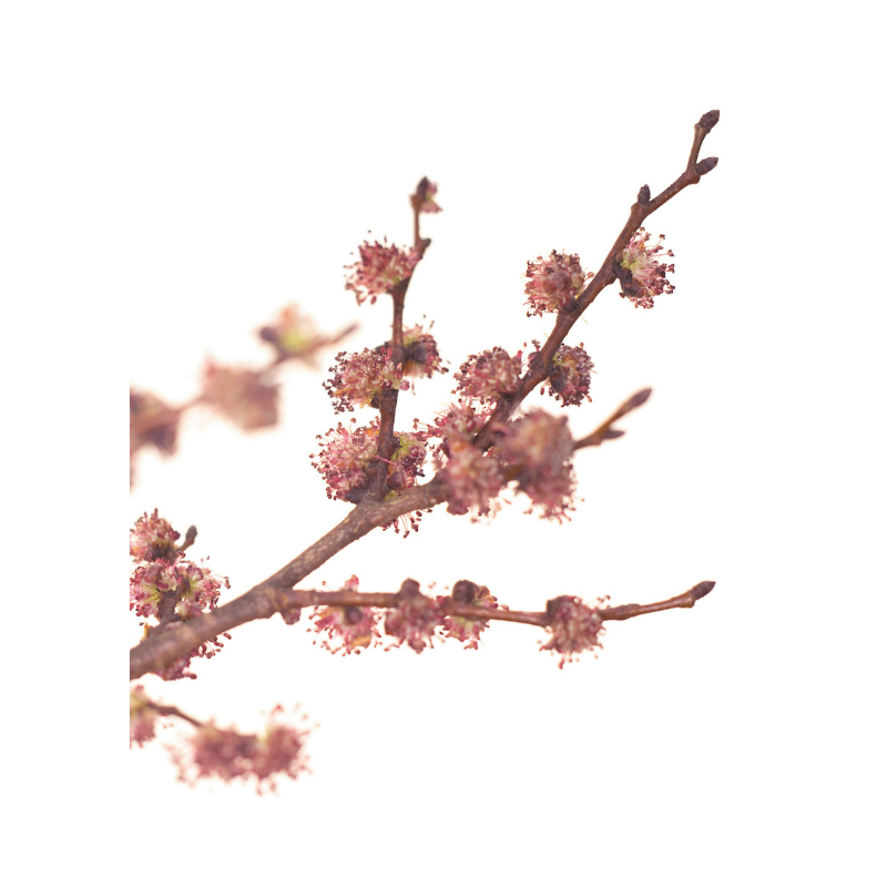 Orme (Elm) 20 ml