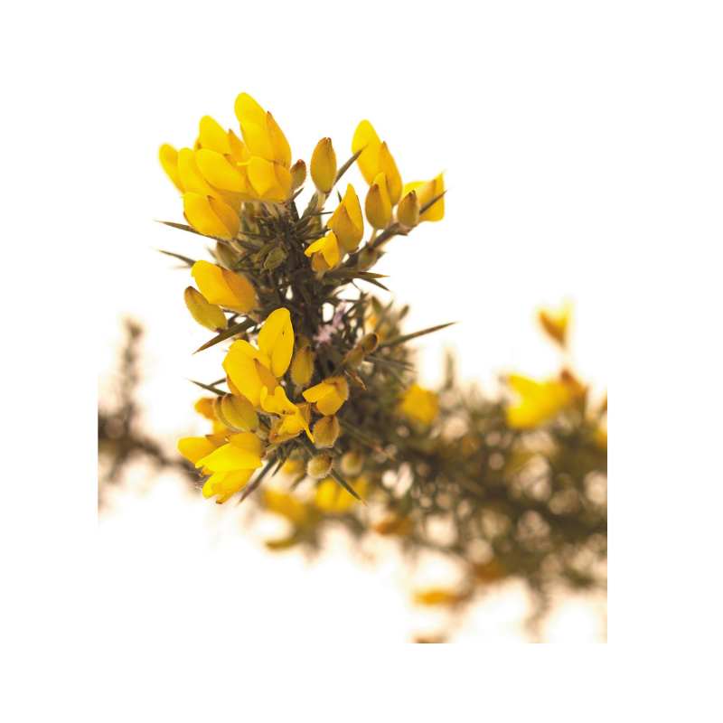 Ajonc (Gorse) 20 ml