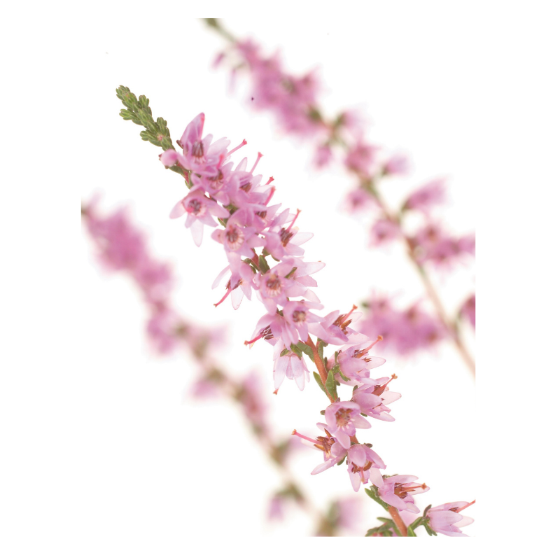 Bruyère (Heather) 20 ml