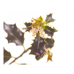 Houx (Holly) 20 ml