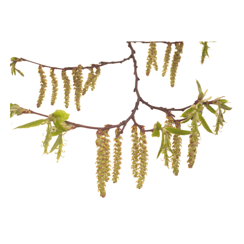 Charme (Hornbeam) 20 ml