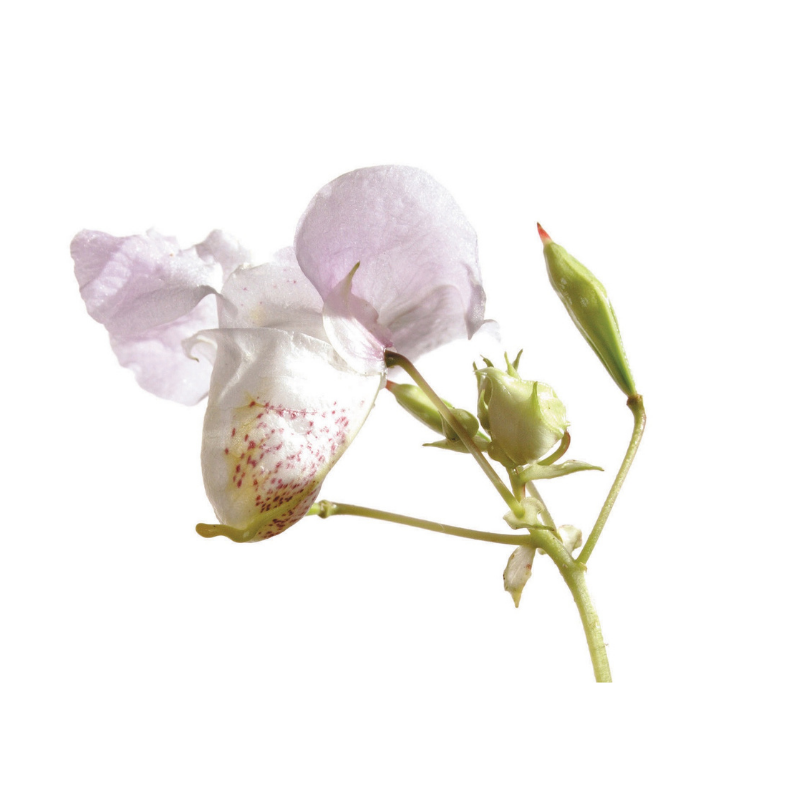 Impatiente (Impatiens) 20 ml