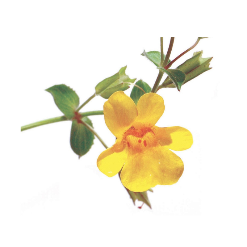 Mimule (Mimulus) 20 ml