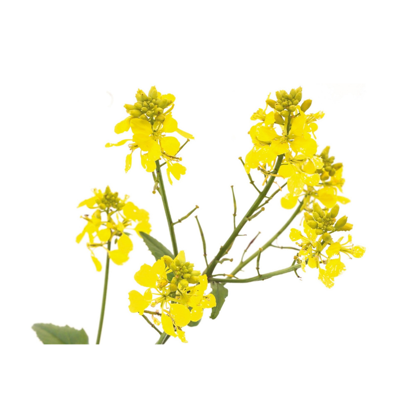 Moutarde (Mustard) 20 ml
