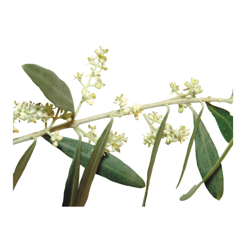 Olivier (Olive) 20 ml