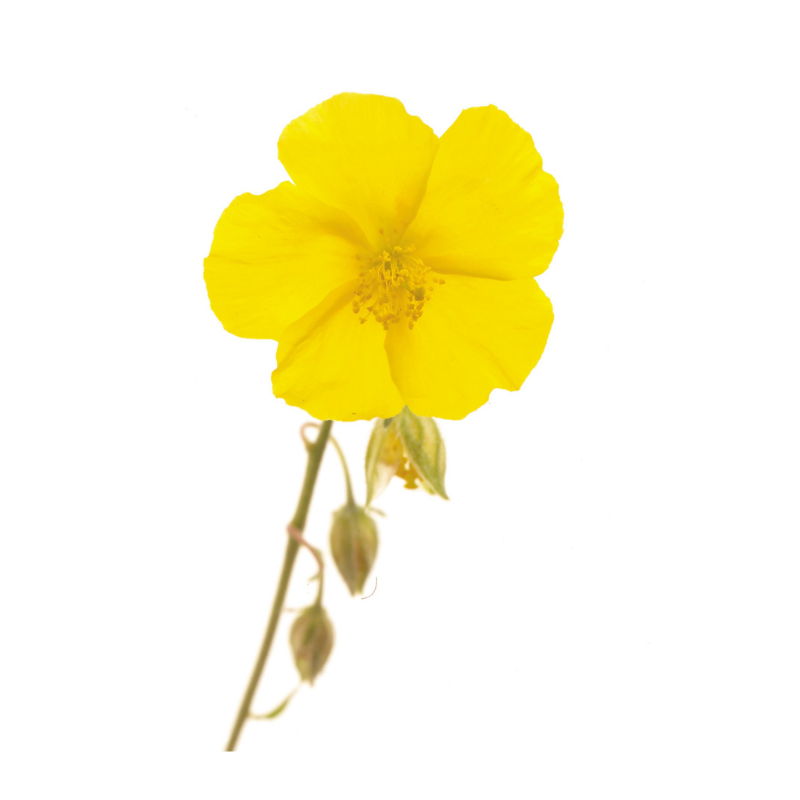 Helianthème (Rock rose) 20 ml