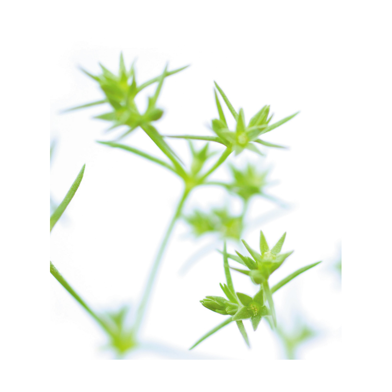 Alène (Scleranthus) 20 ml