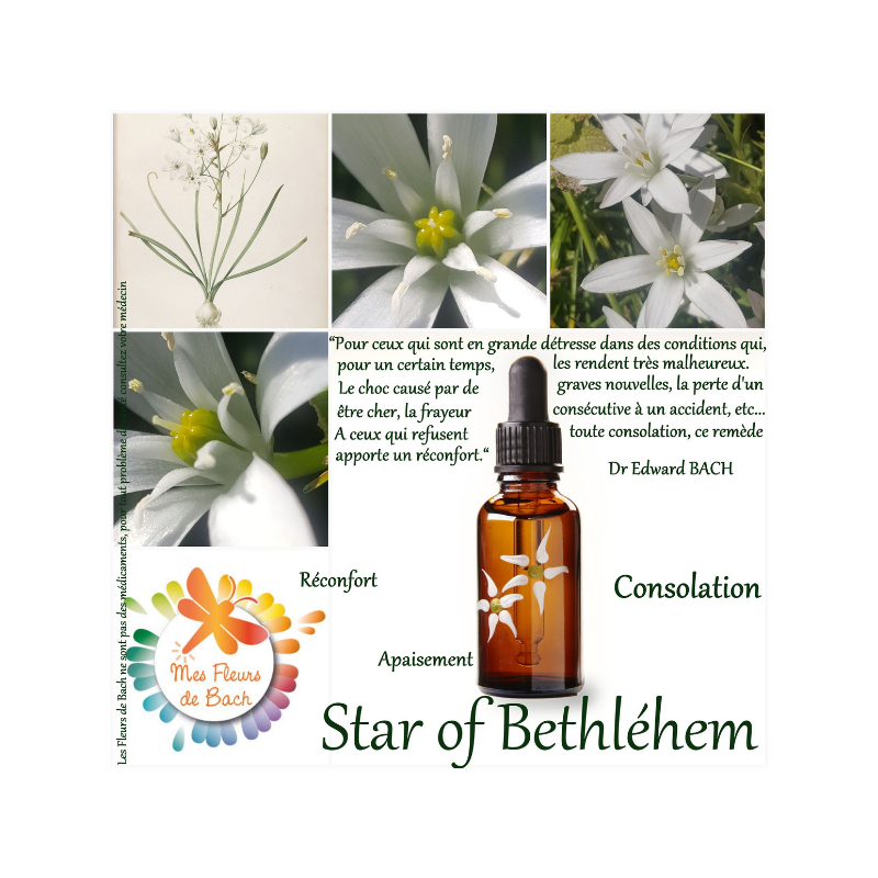 Etoile de bethlehem - 20 ml