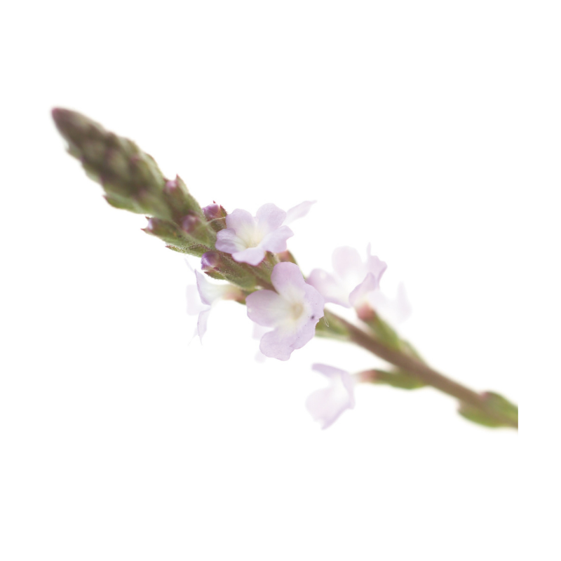 Verveine (Vervain) 20 ml