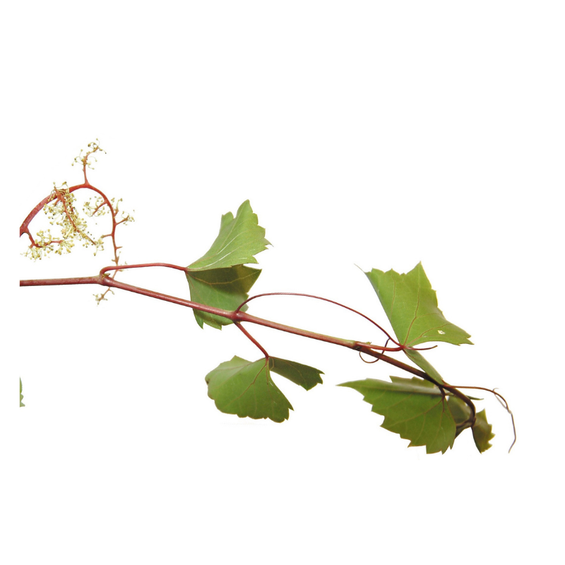 Vigne (Vine) 20 ml