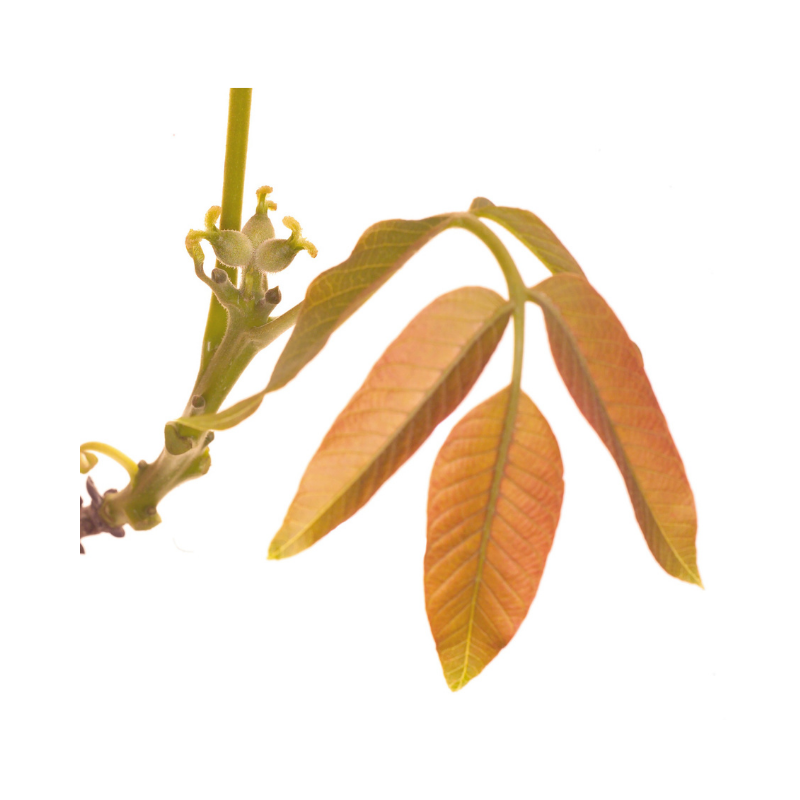 Noyer (Walnut) 20 ml