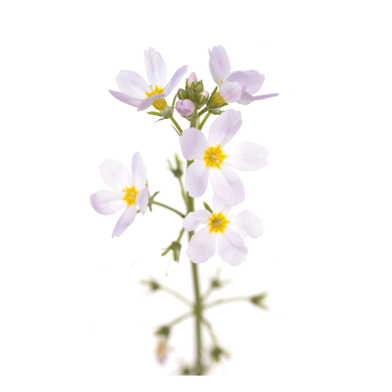 Violette d'eau (Water violet) 20 ml