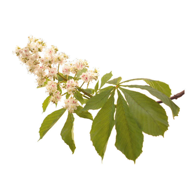Marronnier Blanc (White chestnut) 20 ml