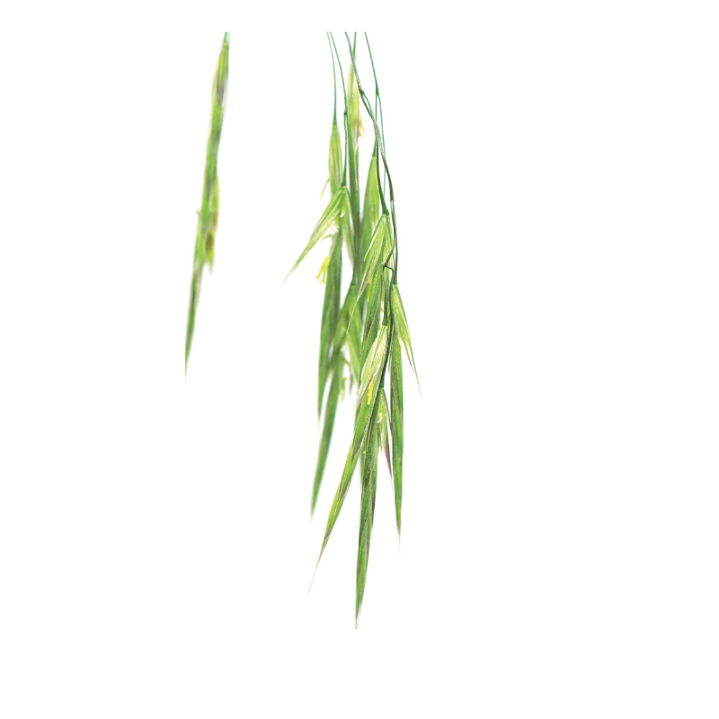 Folle avoine (Wild oat) 20 ml