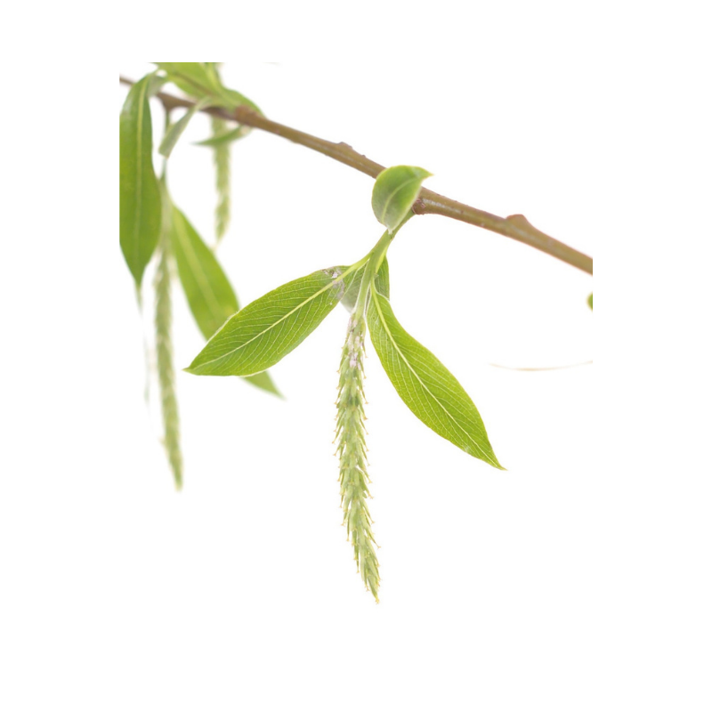 Saule (Willow) 20 ml