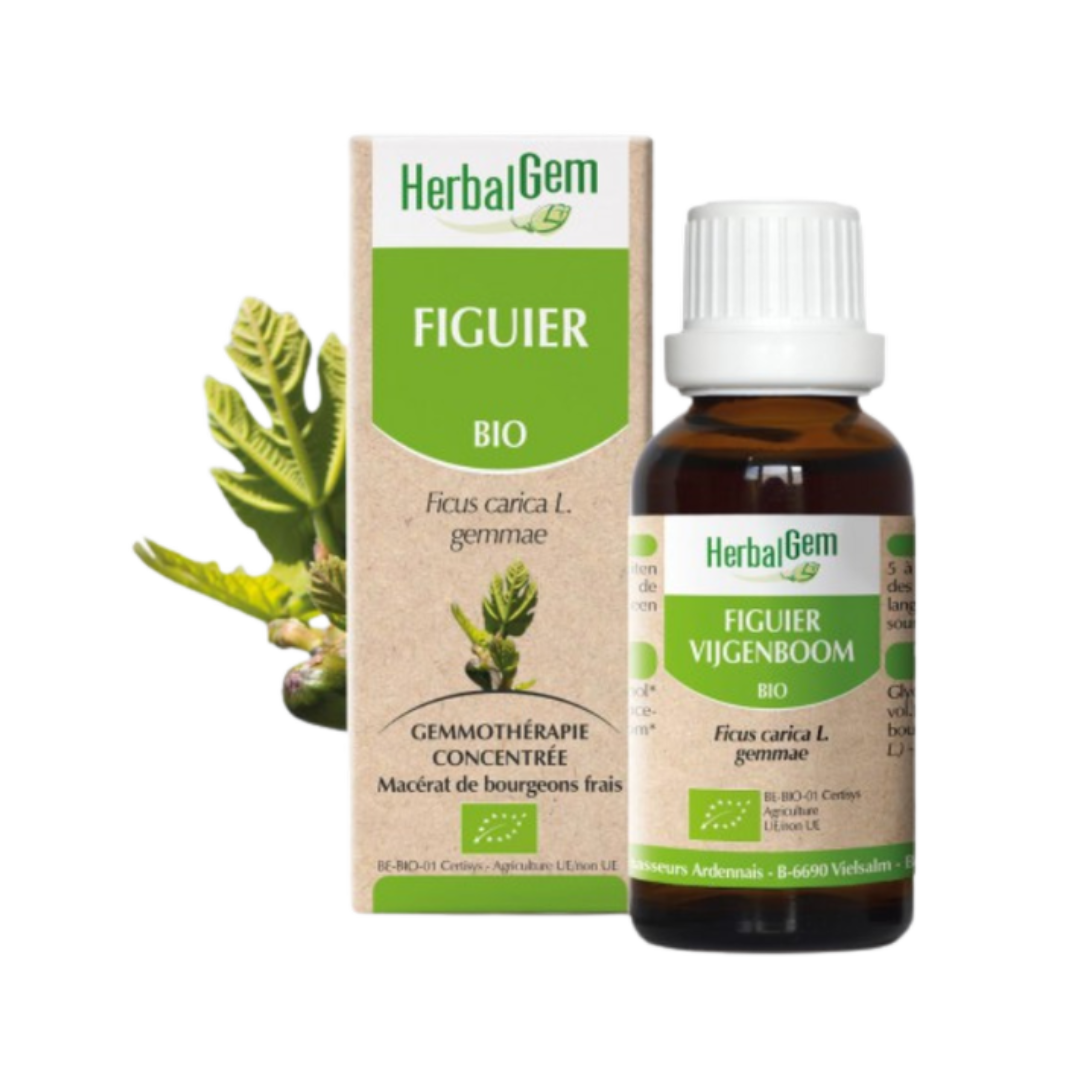 Figuier BIO - 30 ml