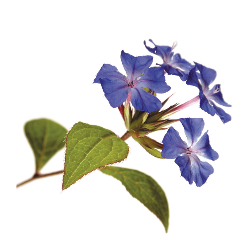 Plumbago (Cerato) 20 ml