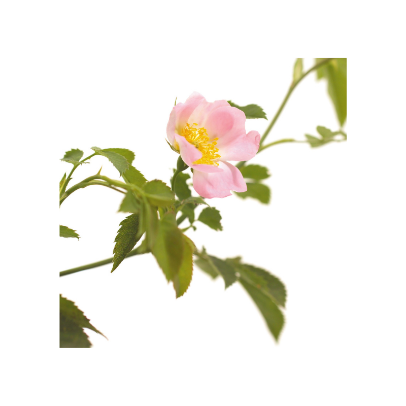 Eglantier (Wild rose) 20 ml