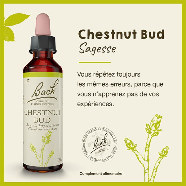 Bourgeon marron (Chestnut bud) 20 ml